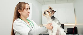 Diplomados virtuales gratis Administración de Medicamentos Veterinarios