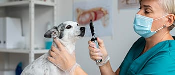 Diplomados virtuales gratis Bioseguridad en Centros Veterinarios