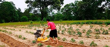 Diplomados virtuales gratis Desarrollo rural