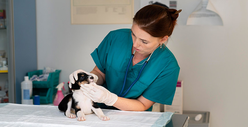 auxiliar veterinario primero auxilios