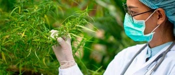 Diplomados virtuales gratis Normatividad del Cannabis Medicinal y su Producción