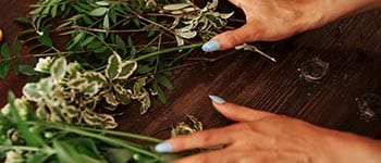 Diplomados virtuales gratis Tratamiento con Plantas Medicinales