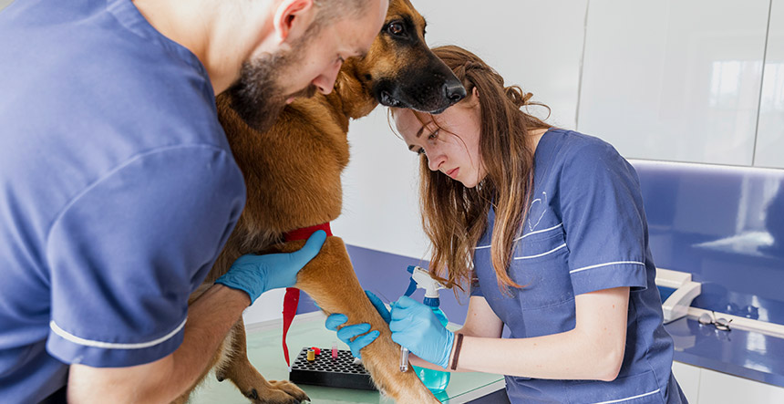 Cómo prevenir las enfermedades más comunes en perros y gatos