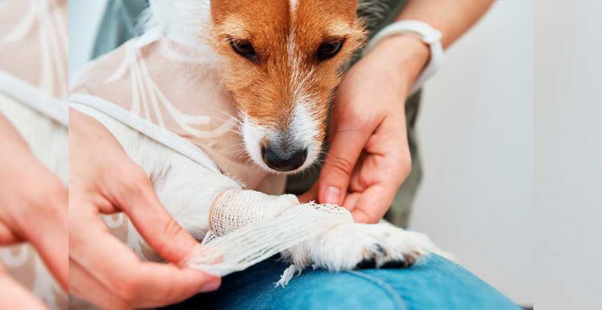 Cómo prevenir las enfermedades más comunes en perros y gatos
