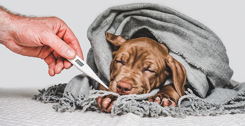 Cómo prevenir las enfermedades más comunes en perros y gatos