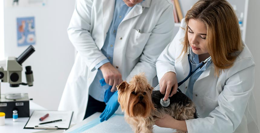 Auxiliar de veterinaria estudiar