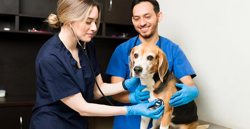 carrera de asistente veterinario