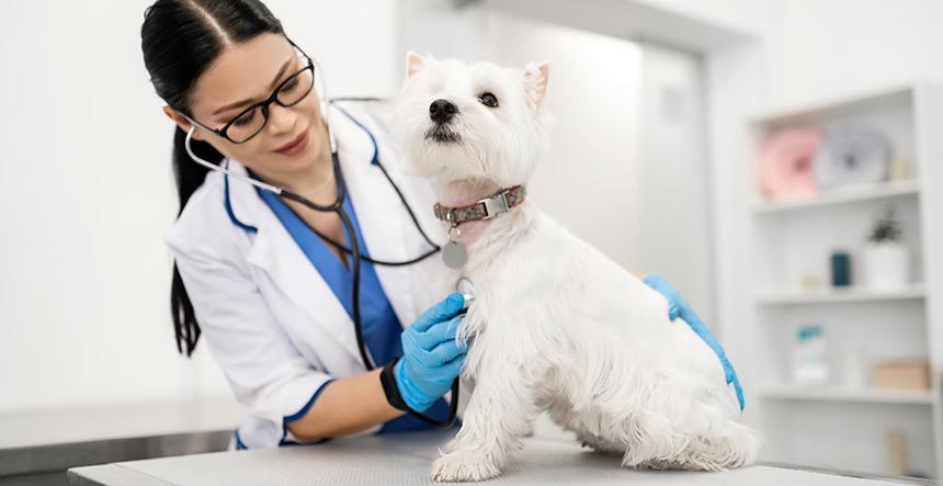 Auxiliar de veterinaria estudiar