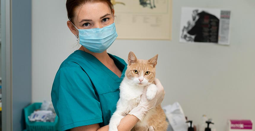 carrera de asistente veterinario