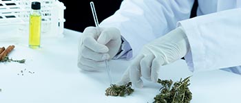 Cursos y diplomados virtuales gratis annabis medicinal: regulación y cadena de valor