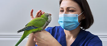 Cursos y diplomados virtuales gratis Medicina y manejo de animales exóticos y no convencionales
