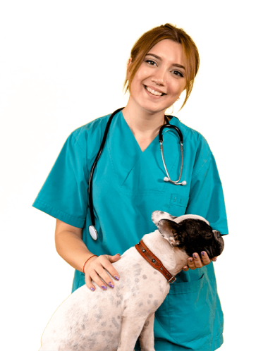 estudia auxiliar veterinario dando bienestar animal